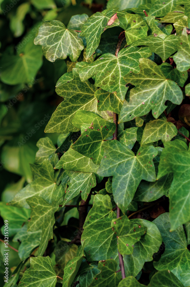 Tree overgrown with natural green ivy leaves, plant surface texture close-up. Tree overgrown with natural green ivy leaves, plant surface texture close-up.