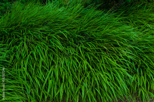 Bundle of green grass close up, evergreen vegetation, colorful vibrant botanical background.
