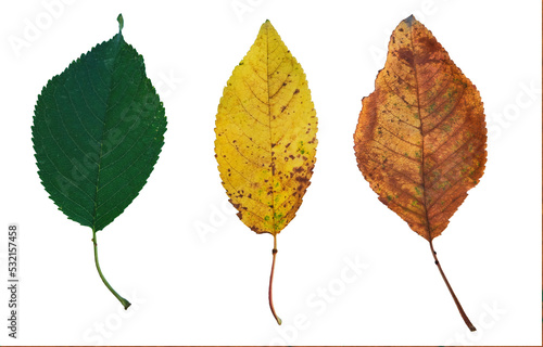Fotografia Three autumn leaves seasons change rainbow color gradient biological life cycle
