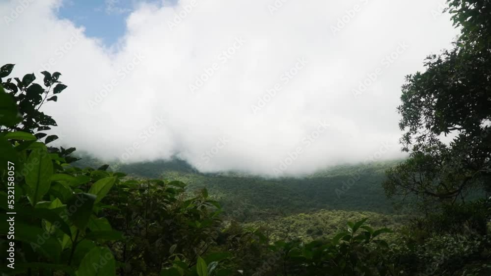 Looking through clearing in the trees to reveal forest canopy shrouded in cloud Looking through clearing in the trees to reveal forest canopy shrouded in cloud