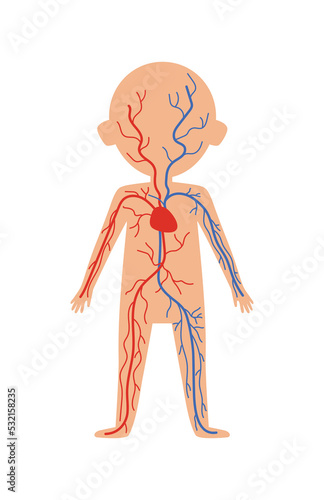 Boy body anatomy with circulatory system. Health medical icon, internal organs, human body physiology isolated on white background vector illustration.