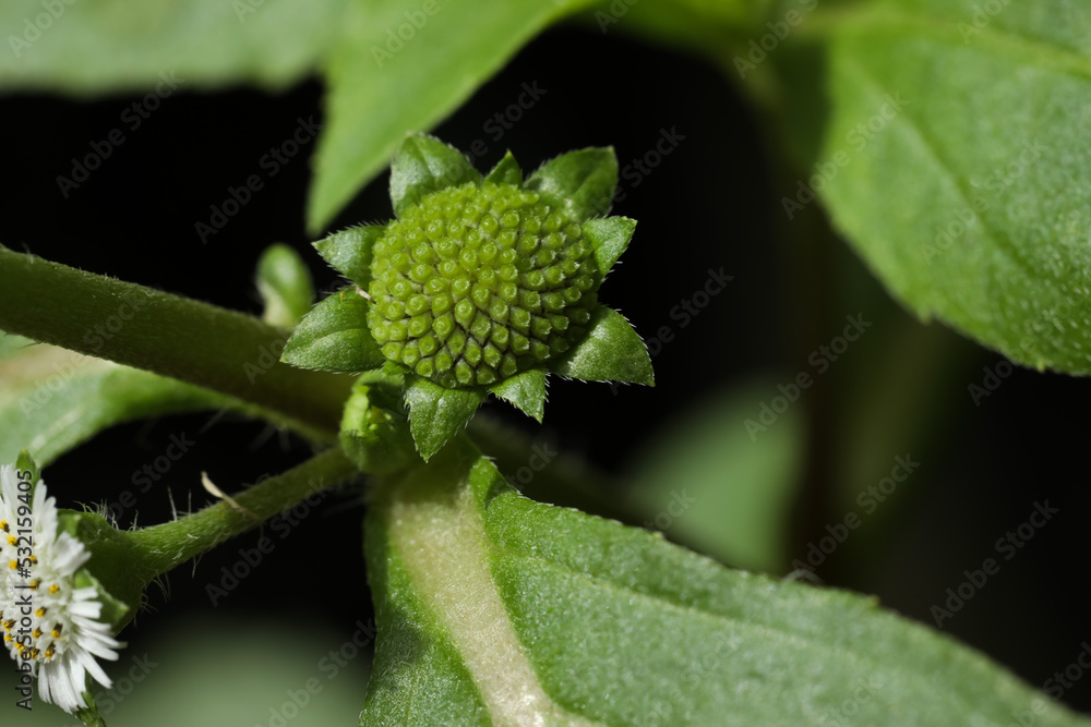 False daisy in the garden, in nature, green leaf background. Eclipta. Bhringraj plant. Eclipta prostrata. Green color abstract texture background. Nature forest concept. Herbal plant. False daisy in the garden, in nature, green leaf background. Eclipta. Bhringraj plant. Eclipta prostrata. Green color abstract texture background. Nature forest concept. Herbal plant.