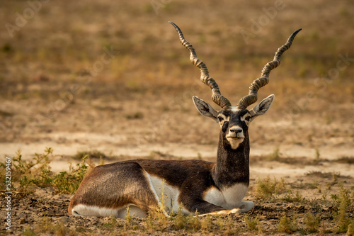 wild male blackbuck or antilope cervicapra or indian antelope closeup or portrait in natural green background at Blackbuck National Park Velavadar bhavnagar gujrat india asia photo