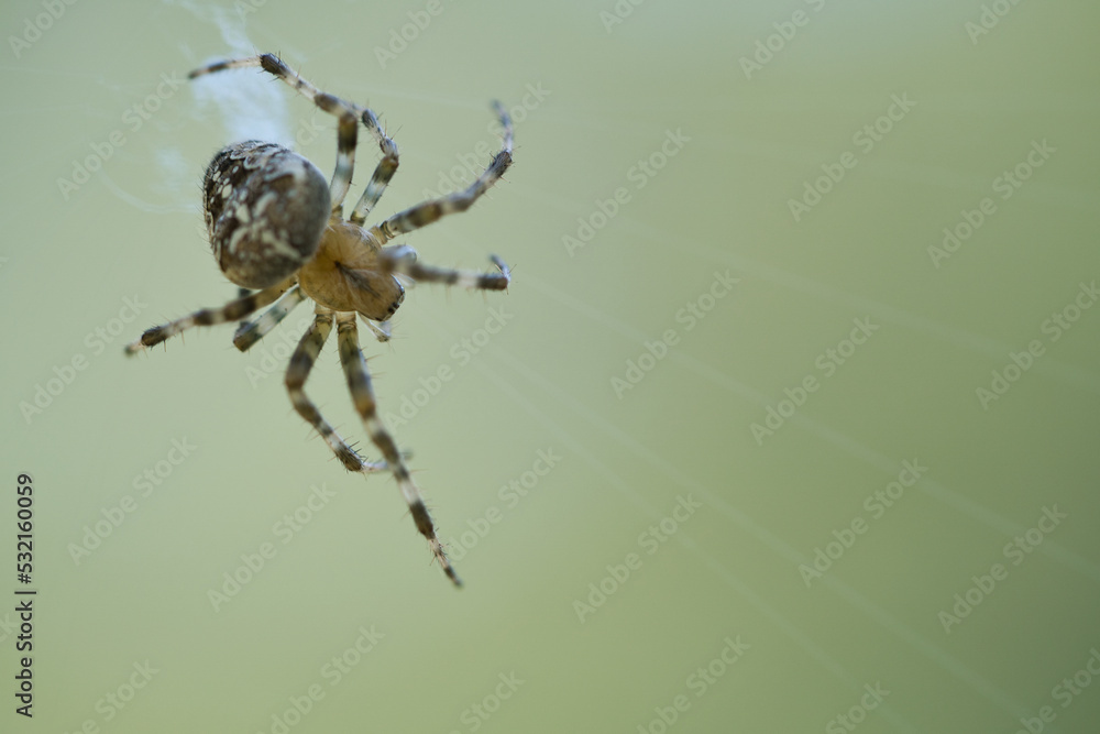 Cross spider crawling on a spider thread. Halloween fright. A useful hunter among Cross spider crawling on a spider thread. Halloween fright. A useful hunter among