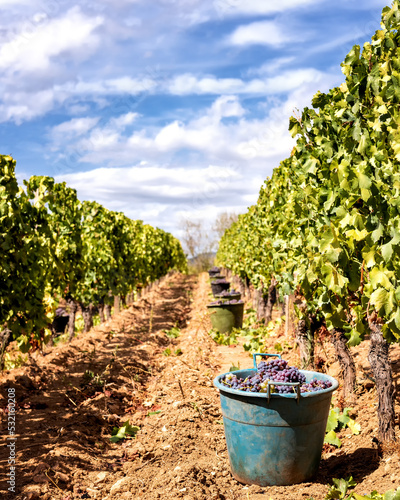 Cannonau grape harvest. Baskets with grapes harvested between the rows of the vineyard. Agriculture.