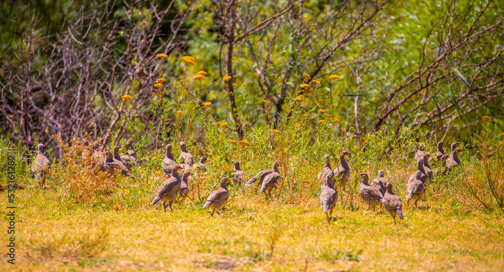 A flock of wild birds, young partridges, lives in the meadow. Gray partridge (Perdix perdix), gray partridge, English partridge, Hungarian partridge, hun. A flock of wild birds, young partridges, lives in the meadow. Gray partridge (Perdix perdix), gray partridge, English partridge, Hungarian partridge, hun.