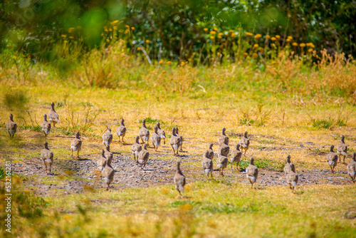 A flock of wild birds, young partridges, lives in the meadow. Gray partridge (Perdix perdix), gray partridge, English partridge, Hungarian partridge, hun.