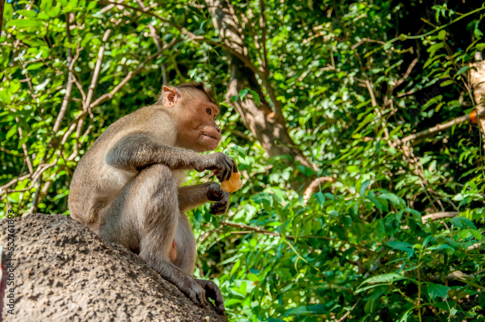 The pregnant monkey eats fruits and vegetables. Rainforest of India, wild animals. The pregnant monkey eats fruits and vegetables. Rainforest of India, wild animals.