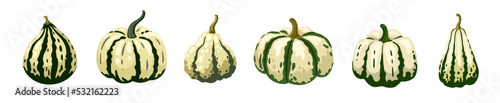 White pumpkin set. Decorative striped gourds with various shape. Vector hand drawn illustration.