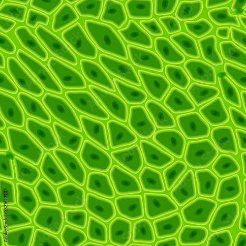 Green plant cell texture under a microscope or abstract nature seamless pattern. Leaf tissue layer vector macro illustration. Microbiology background. Scientific structure.