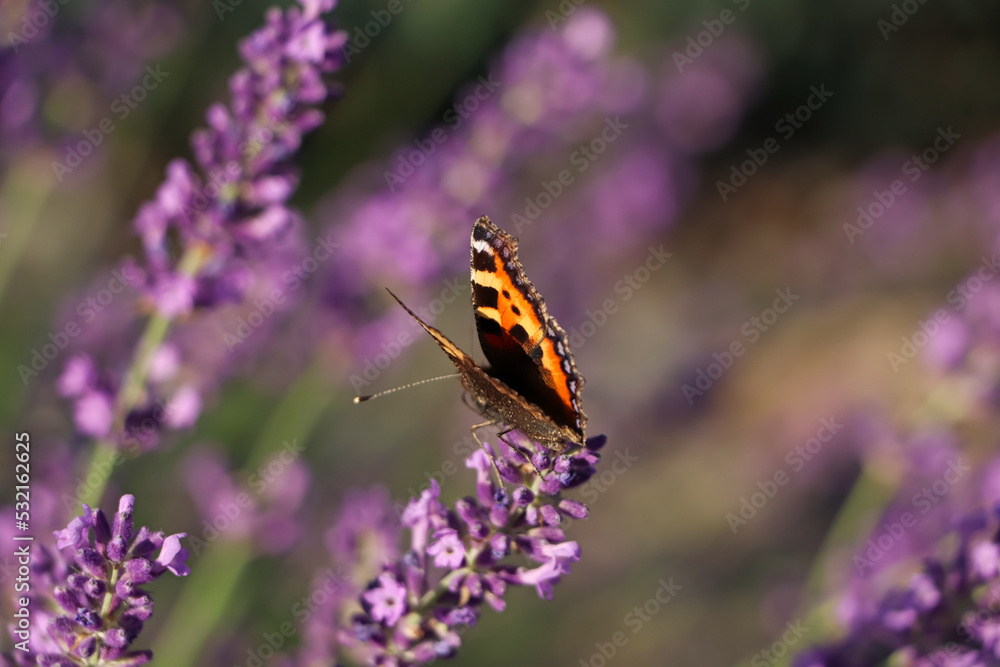 Closeup view of beautiful lavender with butterfly in field on sunny day Closeup view of beautiful lavender with butterfly in field on sunny day