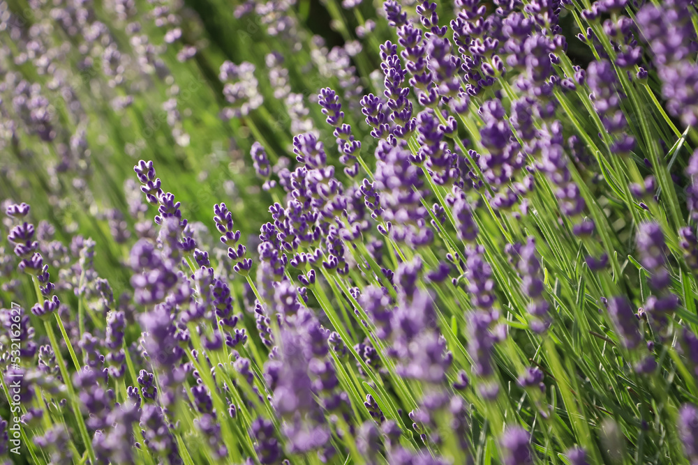 Obraz premium Beautiful blooming lavender plants in field on sunny day, closeup