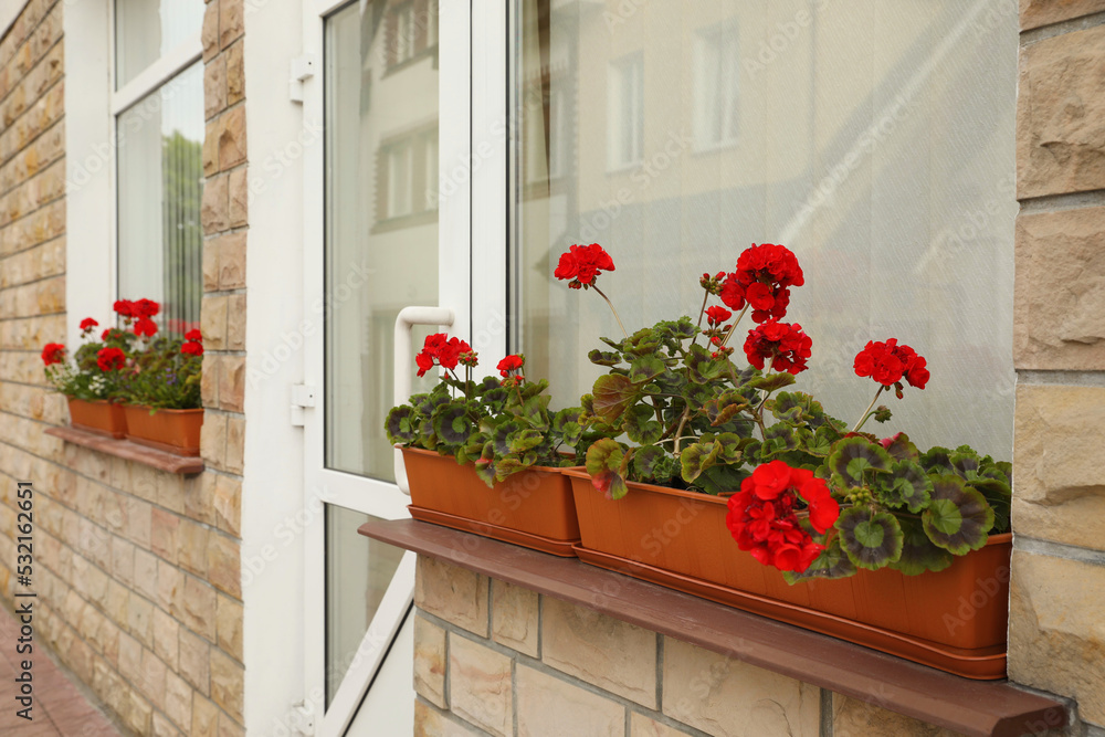 Naklejka premium Windows with beautiful potted red geranium flowers