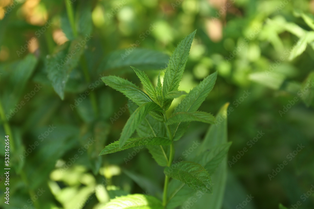 Beautiful mint with lush green leaves growing outdoors, closeup Beautiful mint with lush green leaves growing outdoors, closeup