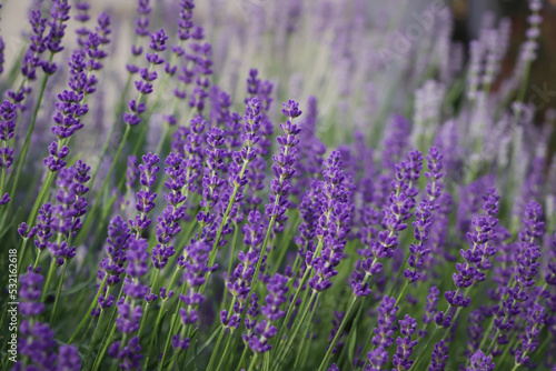 Beautiful blooming lavender plants in field  closeup