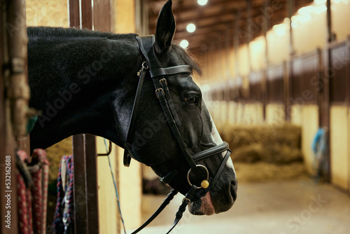 Canvastavla Closeup. Portrait of stunning black horse in paddock.