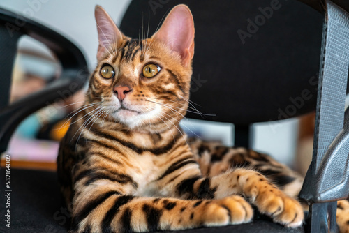 Young purebred bengal cat resting on a chair