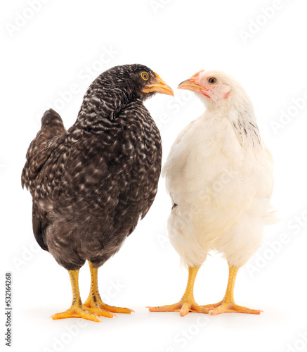 Two hen isolated.