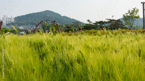 barley in the sun
