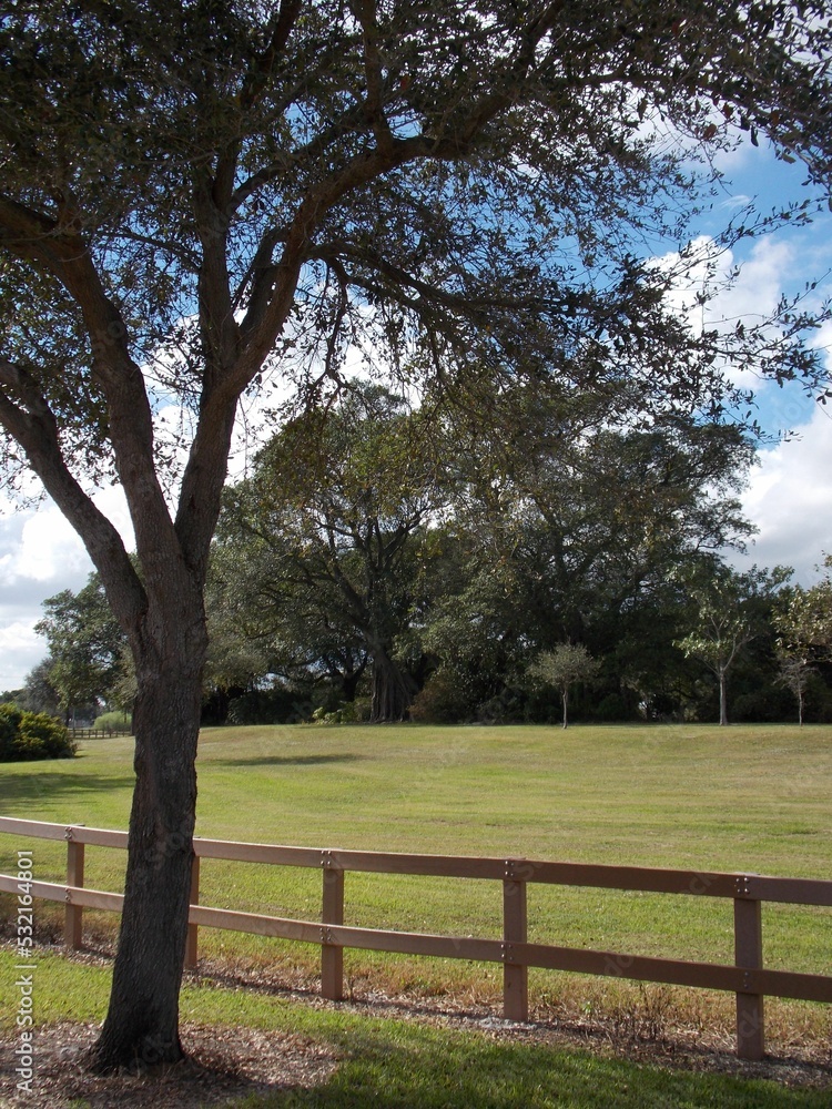 Obraz premium Trees in a park