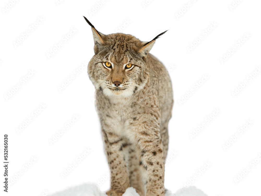 portrait lynx isolated on white background portrait lynx isolated on white background