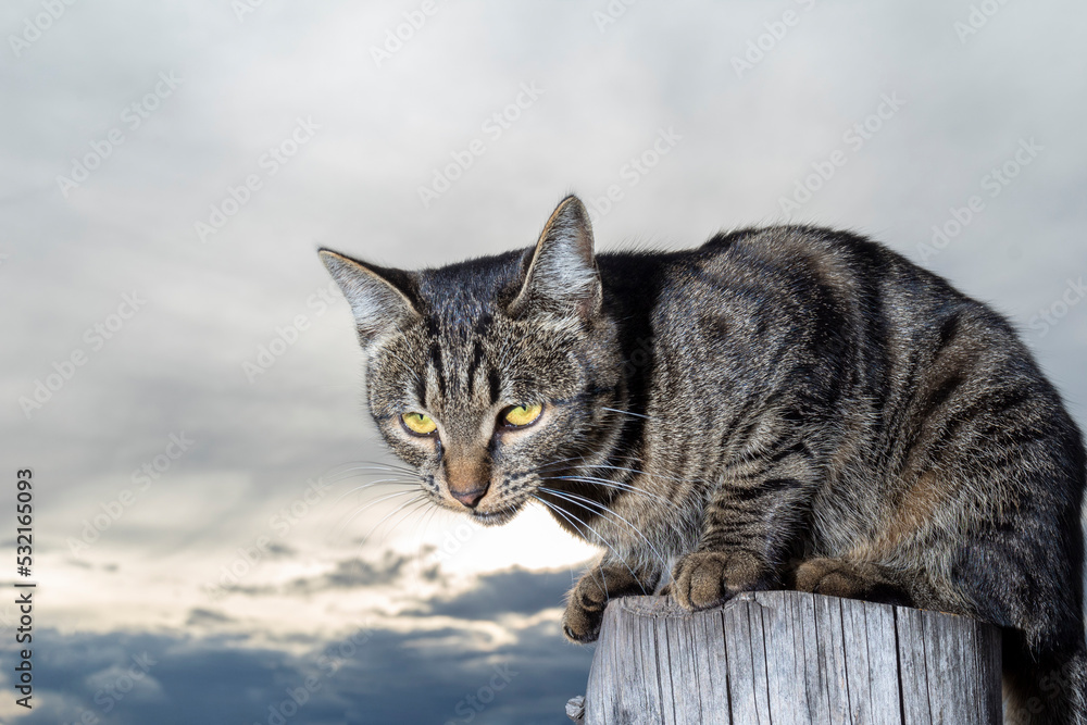 Distrustful cat on fence, he looks viciously at camera. Cat against gloomy sky. Distrustful cat on fence, he looks viciously at camera. Cat against gloomy sky.