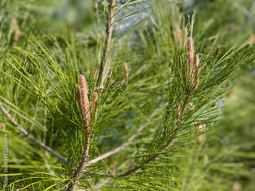 Beautiful pine needles close up