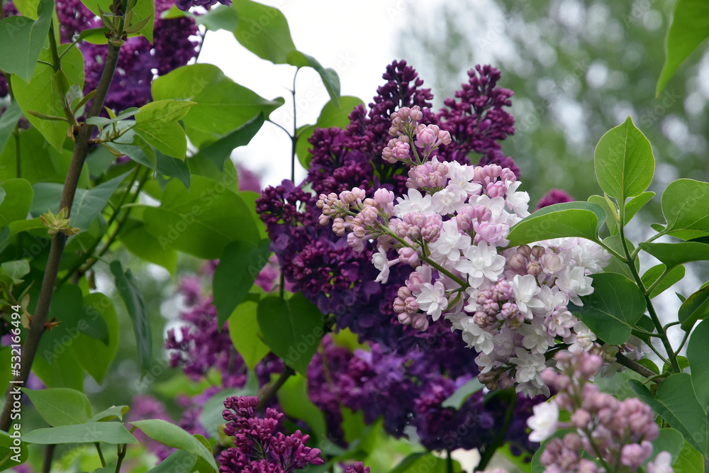 Fototapeta premium Lilac flowers in the garden