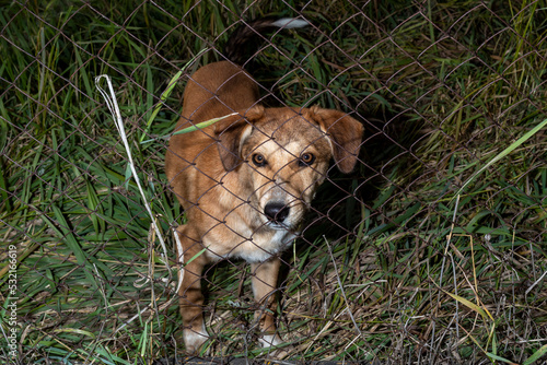 Wallpaper Mural Abandoned dog standing behind bars.  Puppy does not trustingly look at camera. Stray dog. Torontodigital.ca