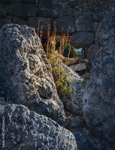 red buds of autumn flowers are illuminated by a ray of sun in the rocks