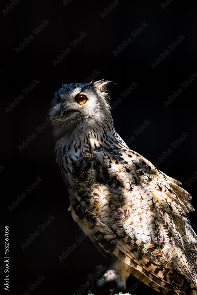 Fototapeta premium eule, wild, raubtier, portrait, feather, natur, schnabel, wild lebende tiere, tier, bird, greifvogel, auge, braun, weiß, hunter, owl, hunter, jäger, isoliert, schatten, licht, sonne, sibirischer, uhu,