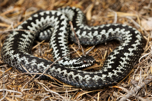 Billede på lærred Common European adder or common european viper (Vipera berus) male basking closeup