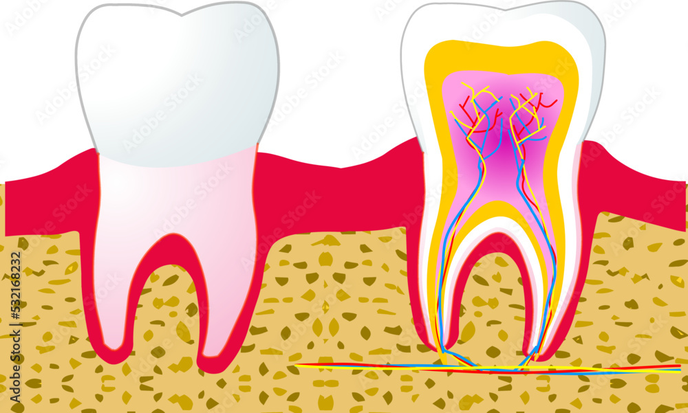 Tooth anatomy. Teeth structure parts. Enamel, dentin, cementum, pulp tissue. Colored diagram, dental, gingiva gum, pulp root. Blood veins, spongy bone. Canine molar premolar. Clean illustration vector Tooth anatomy. Teeth structure parts. Enamel, dentin, cementum, pulp tissue. Colored diagram, dental, gingiva gum, pulp root. Blood veins, spongy bone. Canine molar premolar. Clean illustration vector