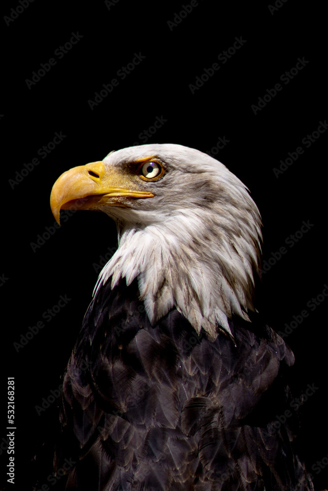 Porträt von einem Weißkopfseeadler isolierter Hintergrund schwarzer Hintergrund Porträt von einem Weißkopfseeadler isolierter Hintergrund schwarzer Hintergrund