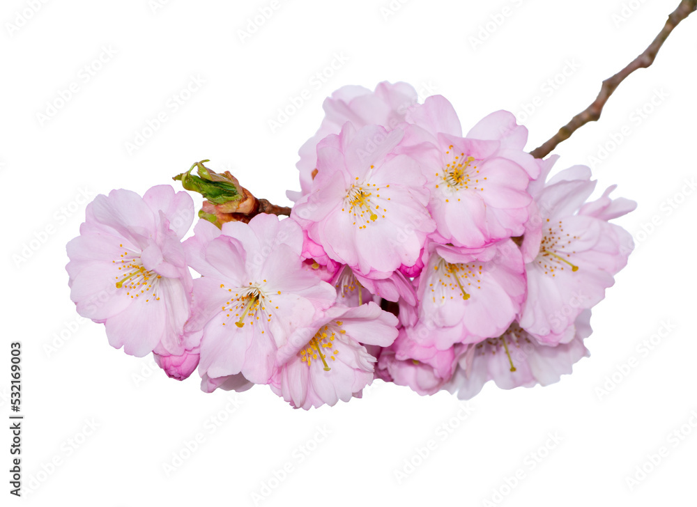 Closeup of pink cherry blossoms Closeup of pink cherry blossoms