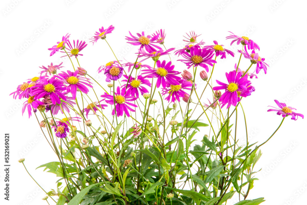 Isolated blue dasy flower (Brachyscome Multifida Magenta Delight)