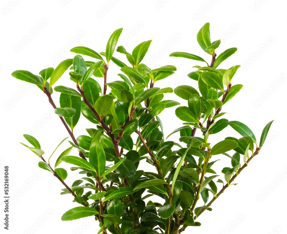 Isolated green twigs of an ilex crenata bush