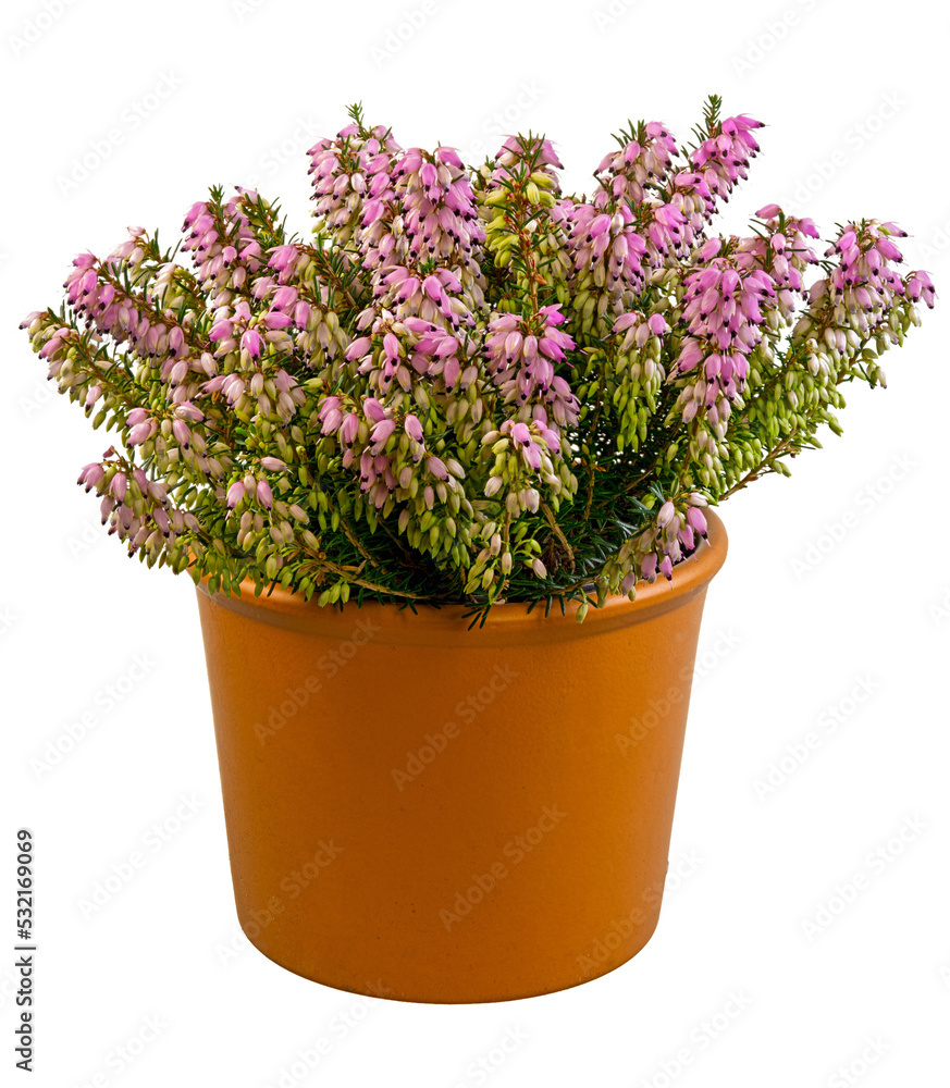 Isolated potted winter-flowering heather plant (erica carnea)