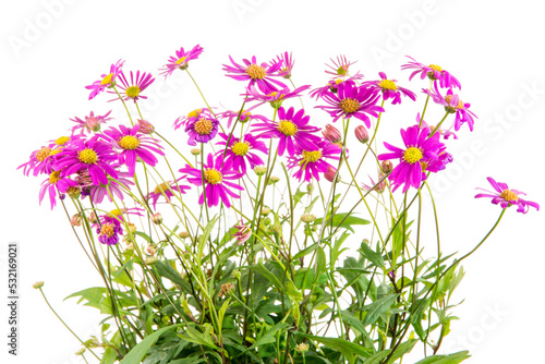 Obraz na płótnie Isolated blue dasy flower (Brachyscome Multifida Magenta Delight) w salonie