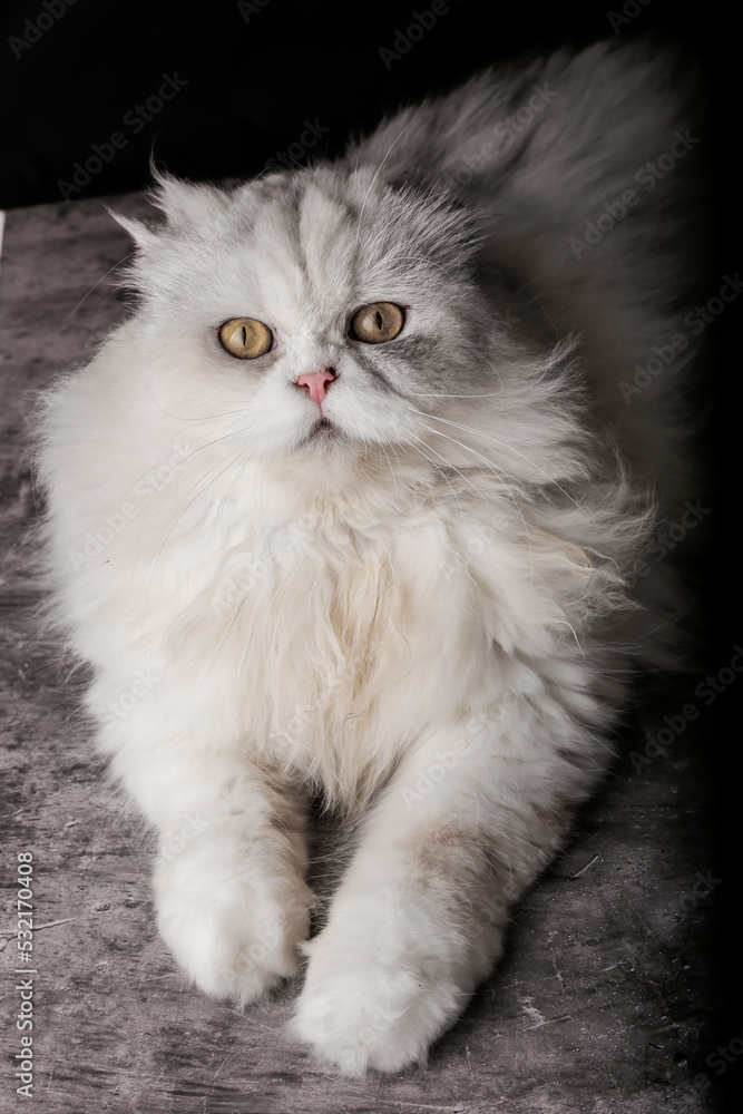 Portrait of a cat of the cottish fold persian