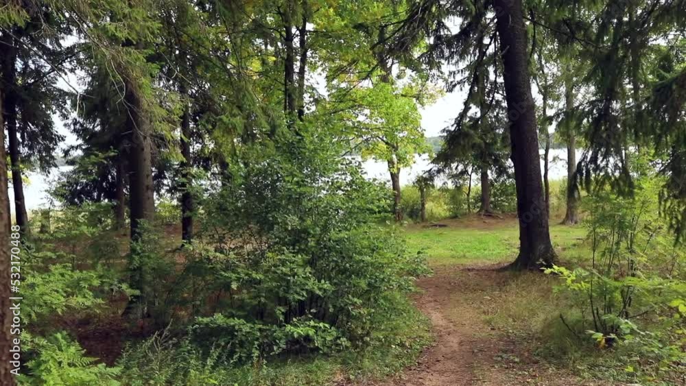 The fresh green forest, slow moving in footpath The fresh green forest, slow moving in footpath