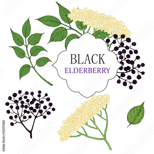 Collection of elderberry black branch of elderberry , berries, flowers and leaves. Vector hand drawn illustration