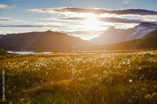 Cotton grass in the mountain valley on sunset. Norway photo