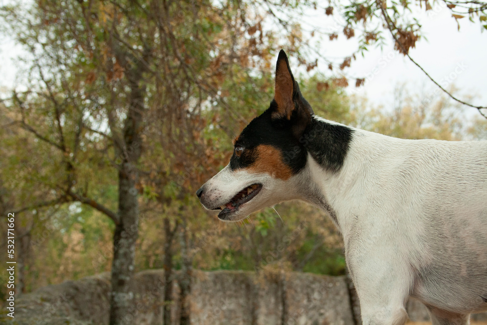 jack russell terrier, spanish bodeguero ratonero andaluz