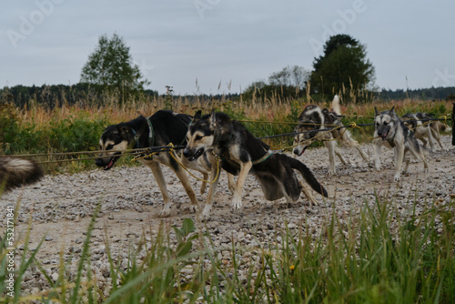 Happy dog team is working very hard. Sled dog competitions in autumn in cloudy weather. Mongrel dogs strong and hardy in harnesses together start pulling and running forward.