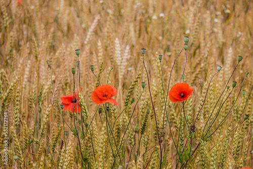 Field with wheat crops, where poppies appear between the ears, in a rural area of Spain.