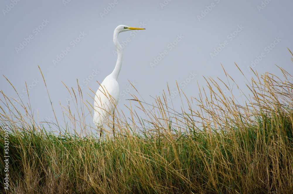 Un airone bianco ifermo su un prato nelle Valli di Comacchio in un giorno nuvoloso Un airone bianco ifermo su un prato nelle Valli di Comacchio in un giorno nuvoloso