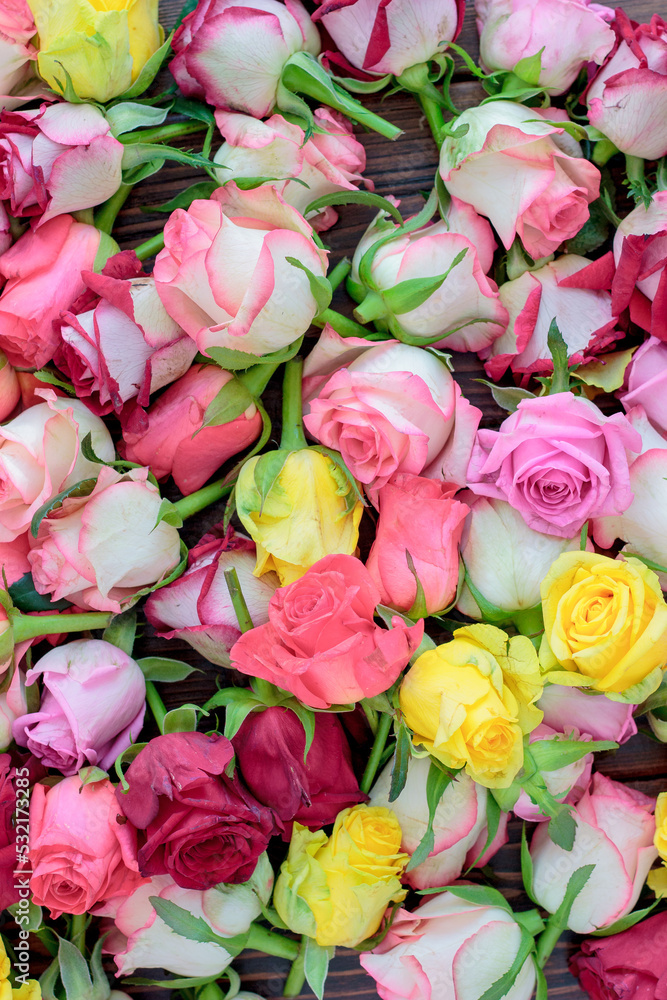Fresh roses background, lot vatiety of colors Fresh roses background, lot vatiety of colors