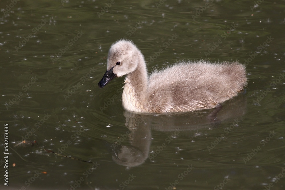 Young black swan in the water Young black swan in the water