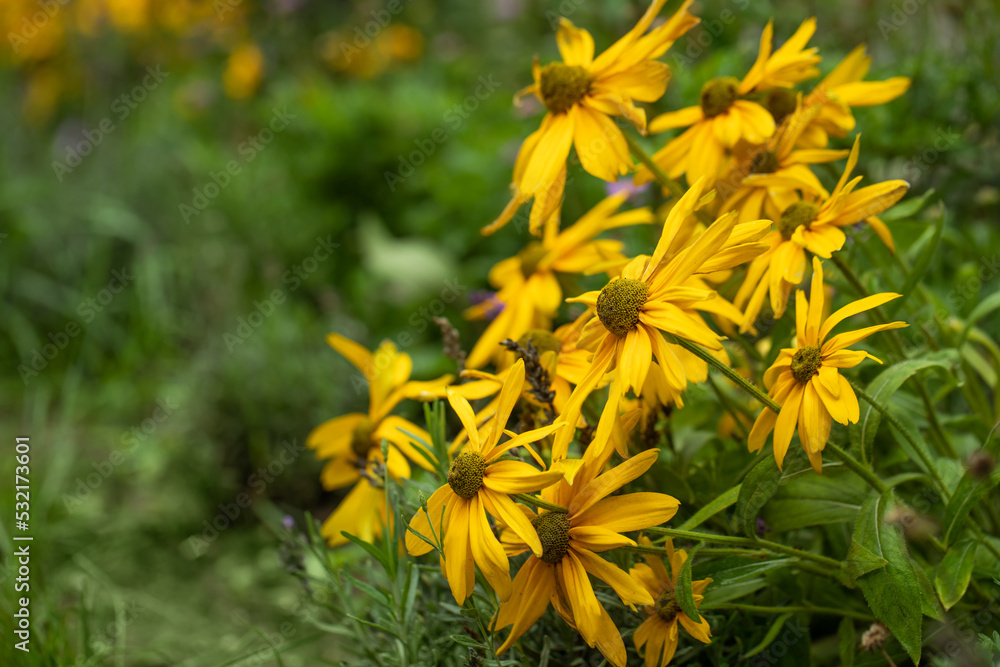 Fototapeta premium żółta rudbekia jesienią w ogrodzie, flower meadow